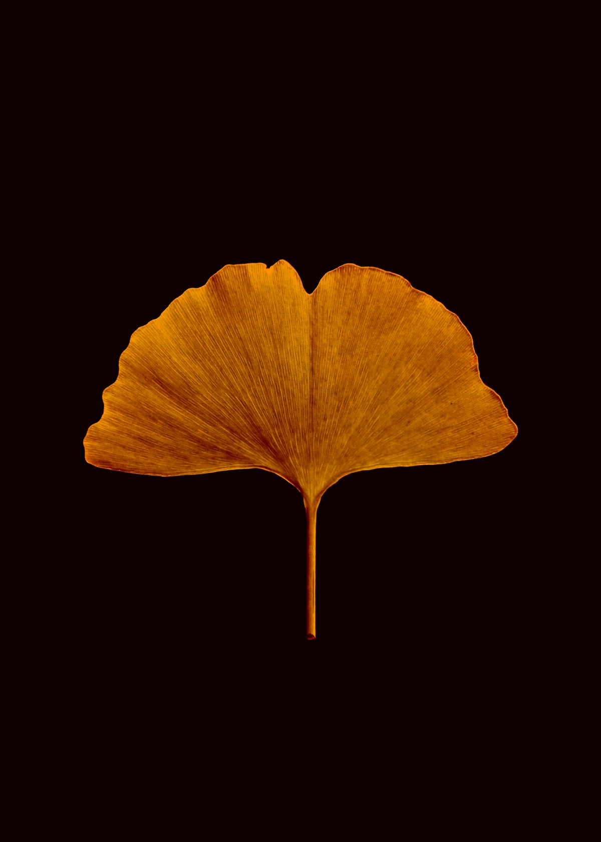 Ginkgo Biloba + Ginseng