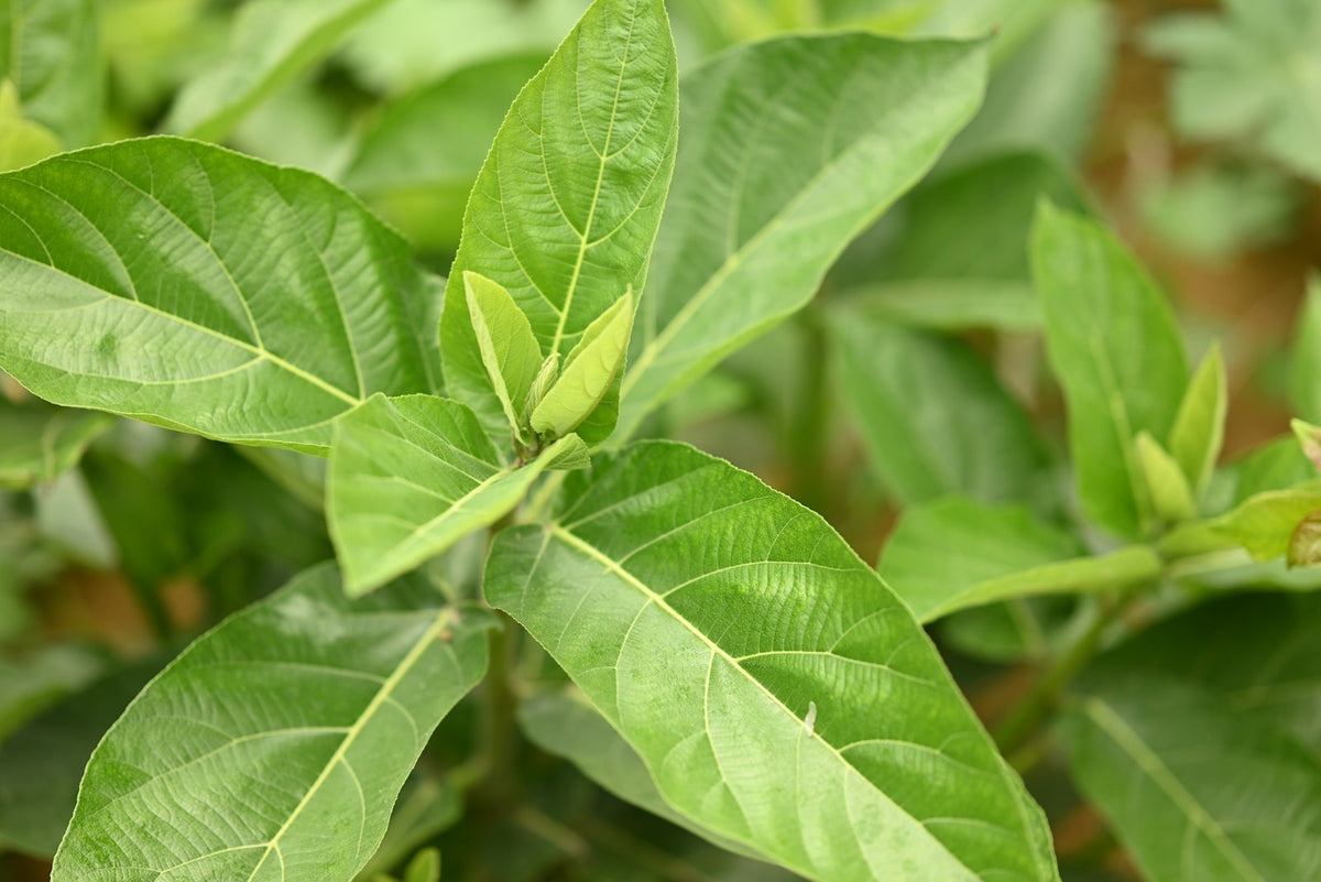 Ashwagandha